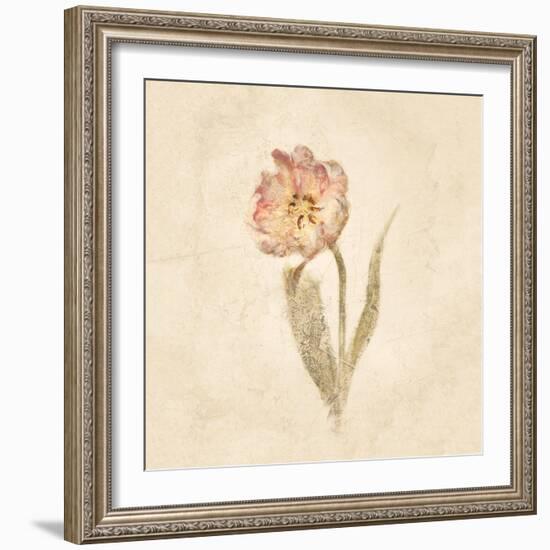 May Wonder Tulip on White Crop-Cheri Blum-Framed Art Print