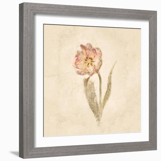 May Wonder Tulip on White Crop-Cheri Blum-Framed Art Print