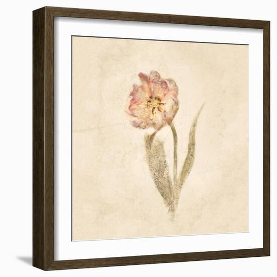 May Wonder Tulip on White Crop-Cheri Blum-Framed Art Print