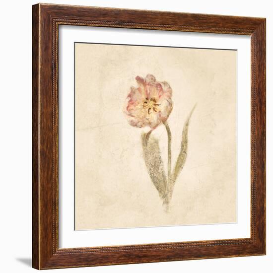 May Wonder Tulip on White Crop-Cheri Blum-Framed Art Print