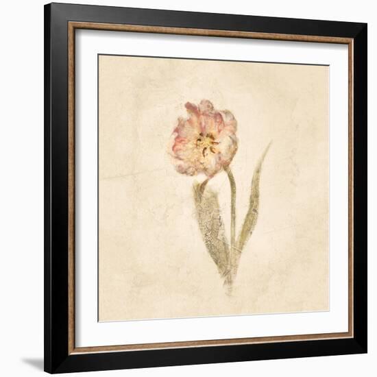 May Wonder Tulip on White Crop-Cheri Blum-Framed Art Print