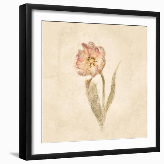 May Wonder Tulip on White Crop-Cheri Blum-Framed Art Print