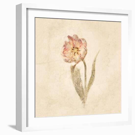 May Wonder Tulip on White Crop-Cheri Blum-Framed Art Print