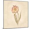 May Wonder Tulip on White Crop-Cheri Blum-Mounted Art Print