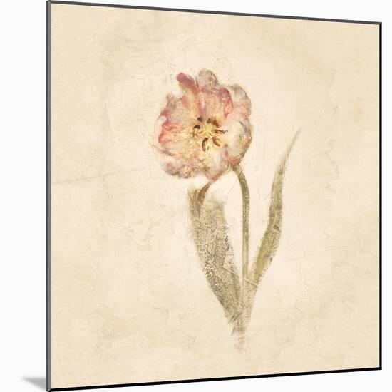 May Wonder Tulip on White Crop-Cheri Blum-Mounted Art Print