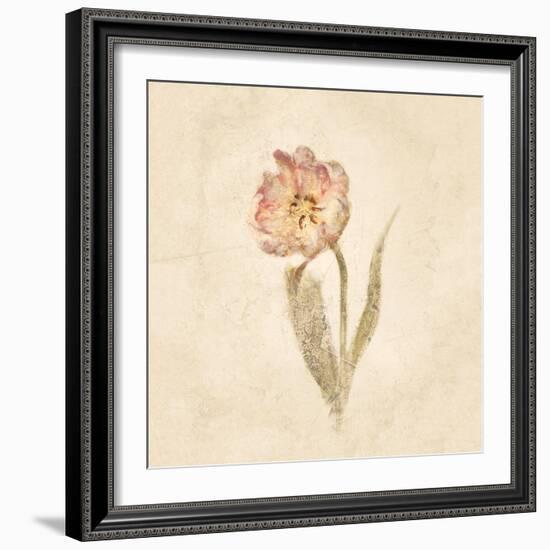 May Wonder Tulip on White Crop-Cheri Blum-Framed Art Print