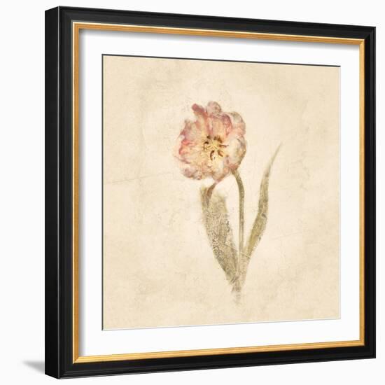 May Wonder Tulip on White Crop-Cheri Blum-Framed Art Print