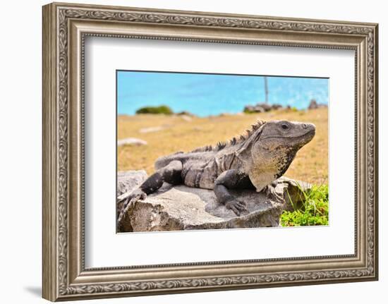 Mayan Ruins Iguana Tulum Mexico-null-Framed Premium Giclee Print