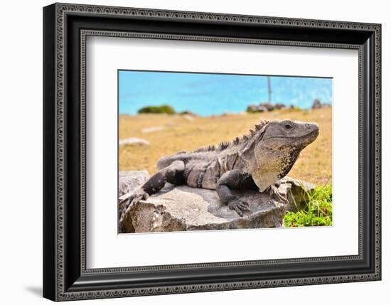 Mayan Ruins Iguana Tulum Mexico-null-Framed Premium Giclee Print