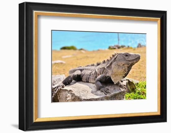 Mayan Ruins Iguana Tulum Mexico-null-Framed Premium Giclee Print