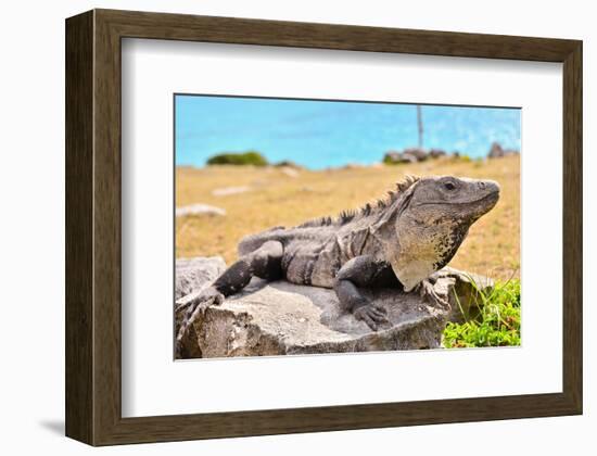 Mayan Ruins Iguana Tulum Mexico-null-Framed Premium Giclee Print