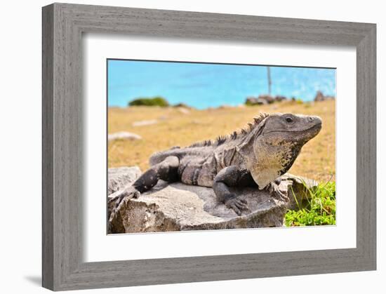 Mayan Ruins Iguana Tulum Mexico-null-Framed Art Print