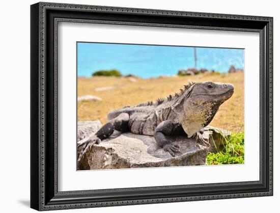 Mayan Ruins Iguana Tulum Mexico-null-Framed Art Print