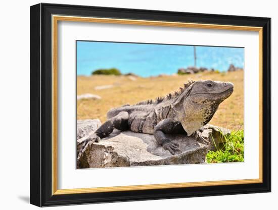 Mayan Ruins Iguana Tulum Mexico-null-Framed Art Print