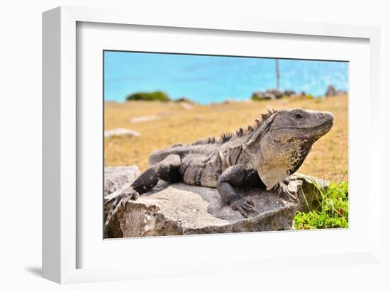 Mayan Ruins Iguana Tulum Mexico-null-Framed Art Print