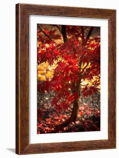 Maybe-Philippe Sainte-Laudy-Framed Photographic Print