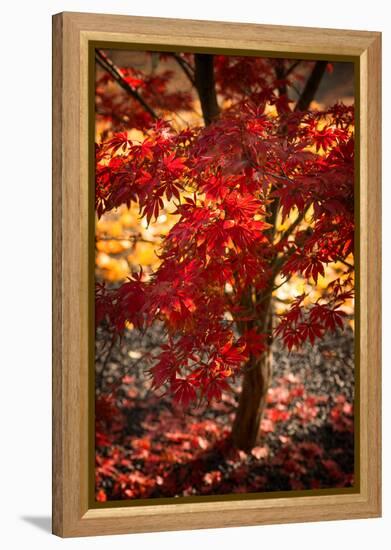 Maybe-Philippe Sainte-Laudy-Framed Premier Image Canvas