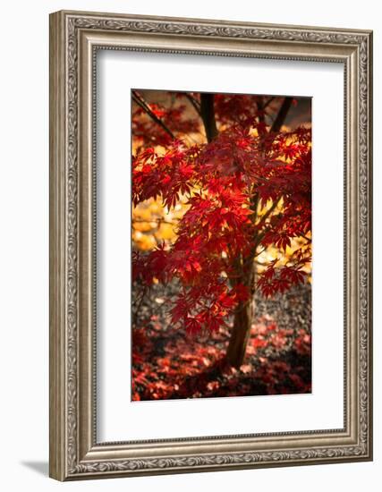 Maybe-Philippe Sainte-Laudy-Framed Photographic Print