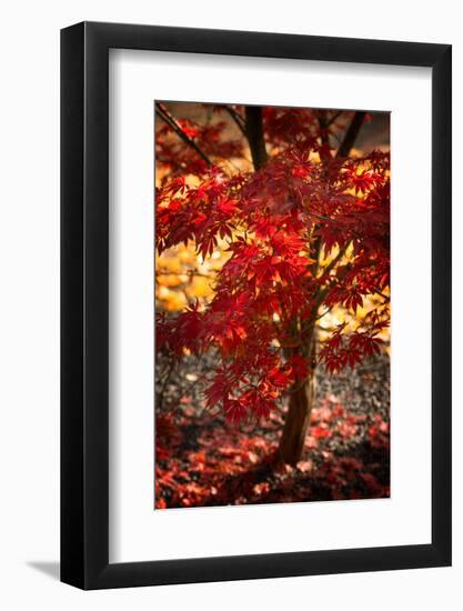 Maybe-Philippe Sainte-Laudy-Framed Photographic Print
