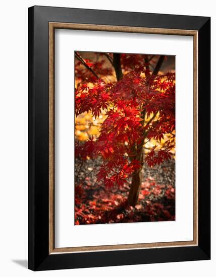 Maybe-Philippe Sainte-Laudy-Framed Photographic Print