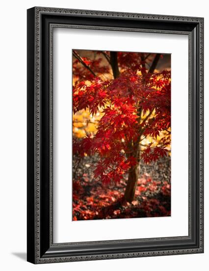 Maybe-Philippe Sainte-Laudy-Framed Photographic Print