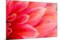 Premium Photographic Print