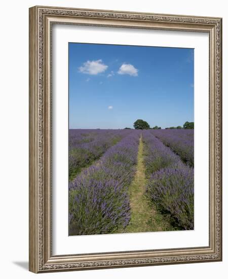 Mayfield lavender farm, London-Charles Bowman-Framed Photographic Print