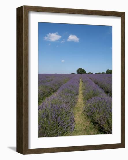 Mayfield lavender farm, London-Charles Bowman-Framed Photographic Print