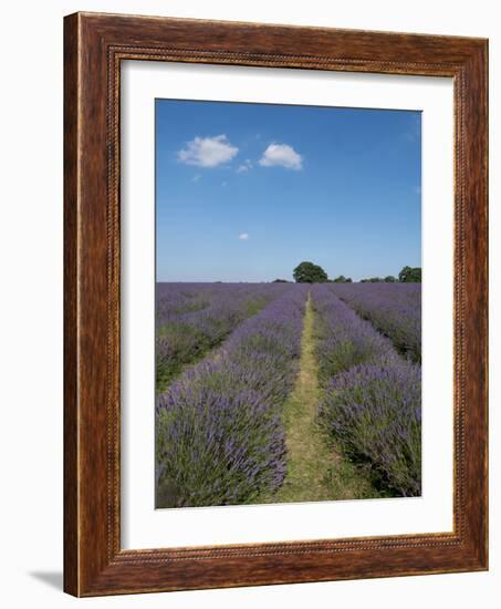 Mayfield lavender farm, London-Charles Bowman-Framed Photographic Print