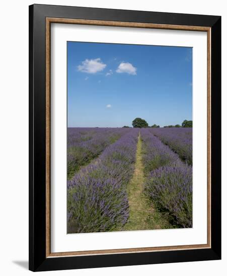 Mayfield lavender farm, London-Charles Bowman-Framed Photographic Print