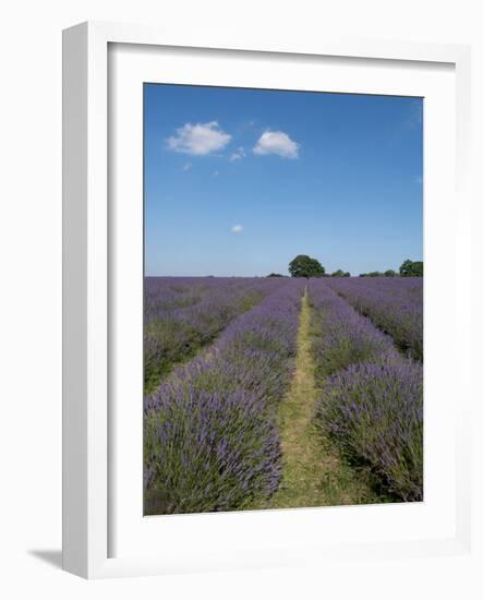 Mayfield lavender farm, London-Charles Bowman-Framed Photographic Print