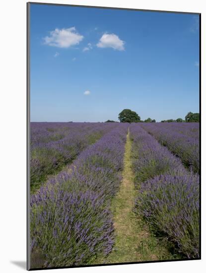 Mayfield lavender farm, London-Charles Bowman-Mounted Photographic Print