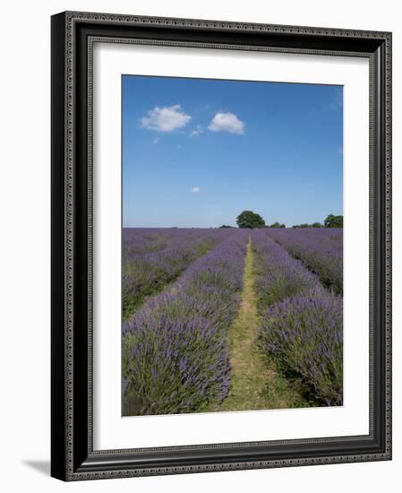 Mayfield lavender farm, London-Charles Bowman-Framed Photographic Print