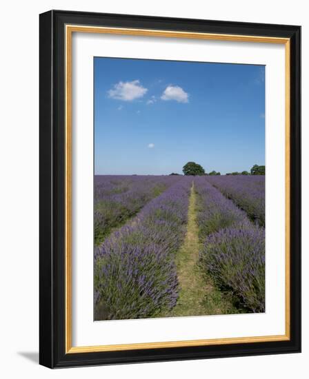 Mayfield lavender farm, London-Charles Bowman-Framed Photographic Print