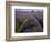 Mayfield lavender farm, London-Charles Bowman-Framed Photographic Print