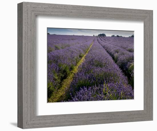 Mayfield lavender farm, London-Charles Bowman-Framed Photographic Print