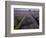 Mayfield lavender farm, London-Charles Bowman-Framed Photographic Print