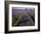 Mayfield lavender farm, London-Charles Bowman-Framed Photographic Print