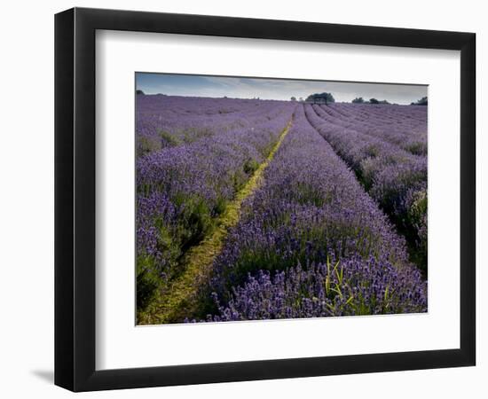 Mayfield lavender farm, London-Charles Bowman-Framed Photographic Print