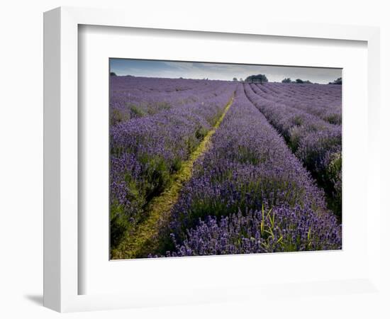 Mayfield lavender farm, London-Charles Bowman-Framed Photographic Print