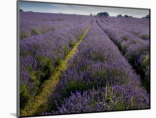 Mayfield lavender farm, London-Charles Bowman-Mounted Photographic Print