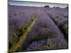 Mayfield lavender farm, London-Charles Bowman-Mounted Photographic Print