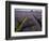 Mayfield lavender farm, London-Charles Bowman-Framed Photographic Print