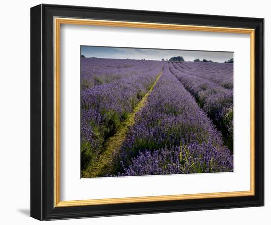 Mayfield lavender farm, London-Charles Bowman-Framed Photographic Print