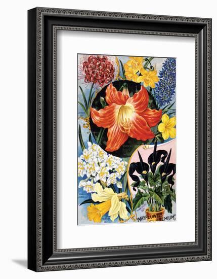 Mayflower Premium-null-Framed Art Print