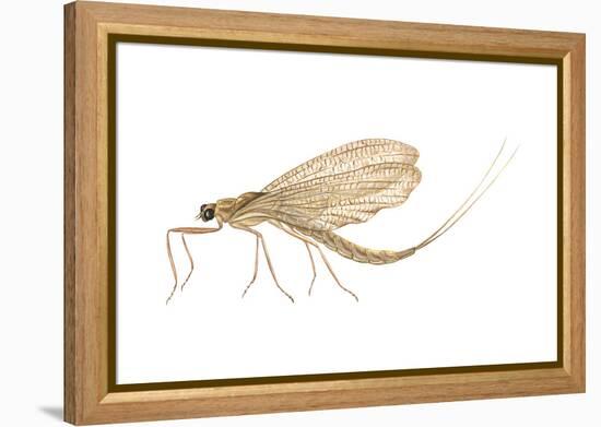 Mayfly (Hexagenia Bilineata), Insects-Encyclopaedia Britannica-Framed Stretched Canvas