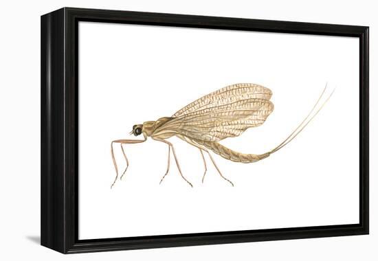 Mayfly (Hexagenia Bilineata), Insects-Encyclopaedia Britannica-Framed Stretched Canvas