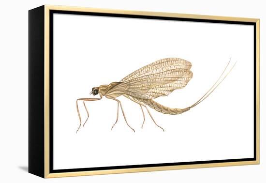 Mayfly (Hexagenia Bilineata), Insects-Encyclopaedia Britannica-Framed Stretched Canvas