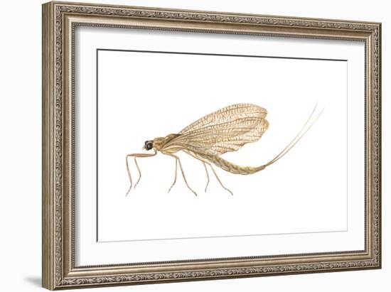 Mayfly (Hexagenia Bilineata), Insects-Encyclopaedia Britannica-Framed Art Print