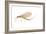 Mayfly (Hexagenia Bilineata), Insects-Encyclopaedia Britannica-Framed Art Print